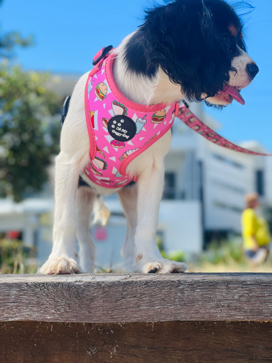 TREAT ME RIGHT: Adjustable Harness