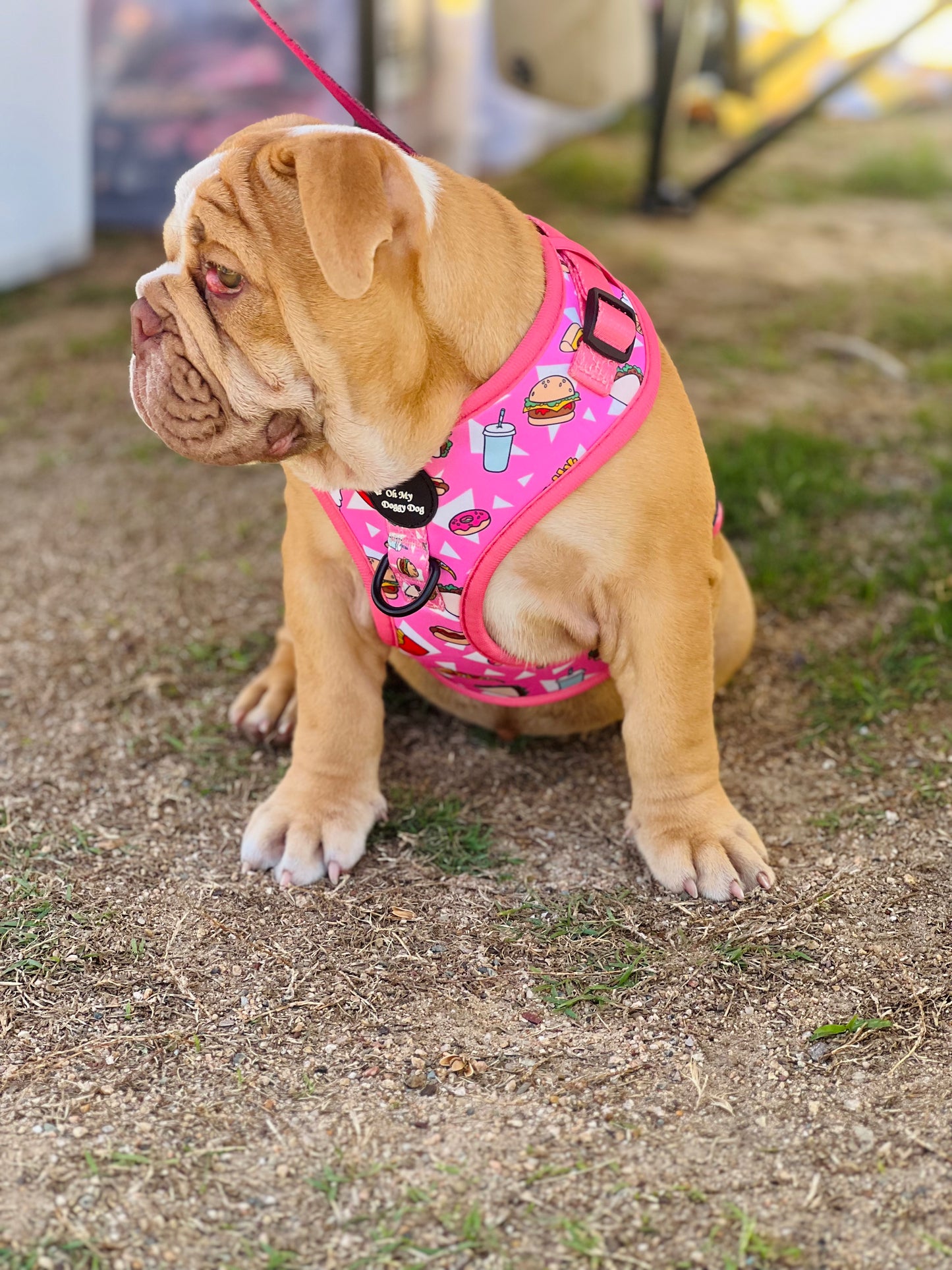 TREAT ME RIGHT: Adjustable Harness