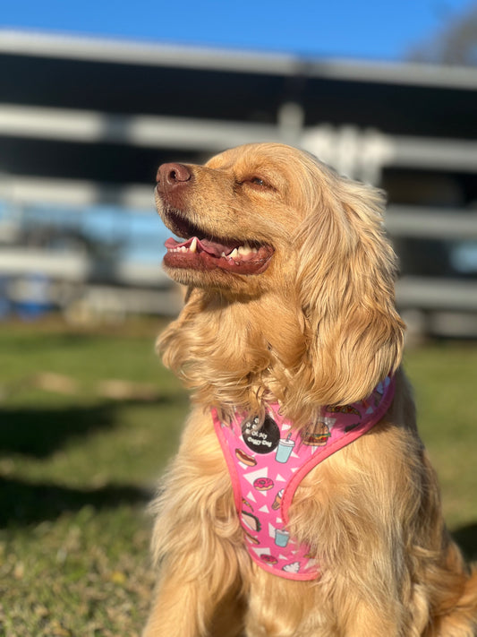 TREAT ME RIGHT: Adjustable Harness